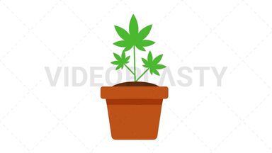 Marijuana Plant Stock Animation