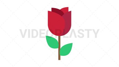 Rose Stock Animation